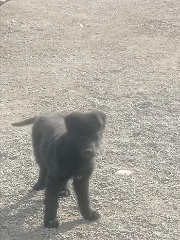 Щенок, черный окрас - Порода: восточный европеец - Возраст: 1