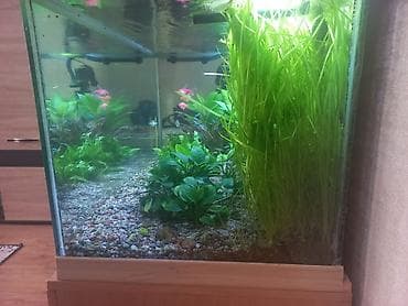 Другие животные: Продам два аквариума на 300 и 100 литров со всем содержимым и — 2