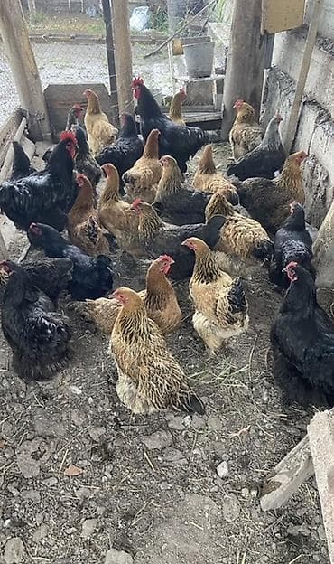 Продаю | Куры | Брама | Для разведения