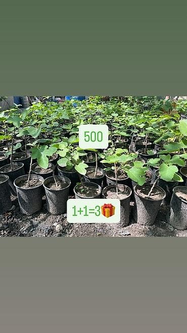 Саженцы инжира в горшках - Молодые укоренённые растения в