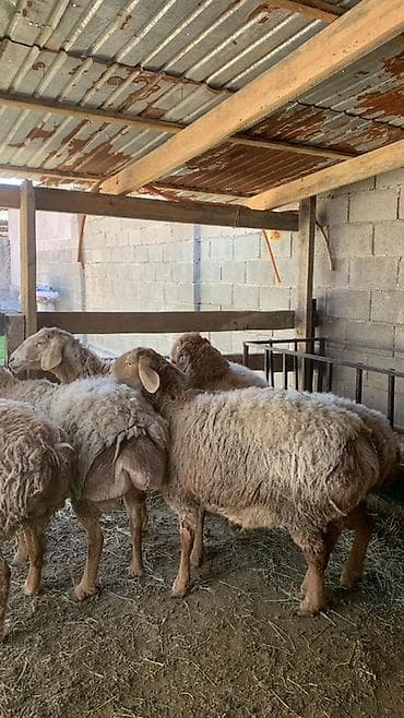 бараны которые маленькие за 8000: Продаю | Овца (самка) | Для разведения | Племенные — 2