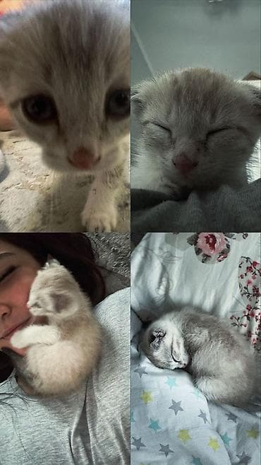 кошки манчкин: Скотиш Фолд (Шотландская вислоухая), 2 месяца, Девочка, Приучена к лотку — 2