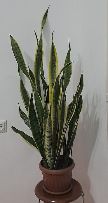 Сансеvierия (Sansevieria trifasciata ‘Laurentii’) в горшке. - Крупное