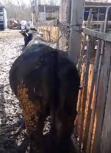 А/ч жаныбарларын сатам: Сатам | Кунаажын | Союуга | Байланган — 3