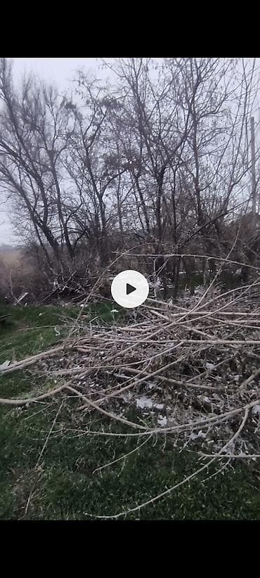 Спил деревьев, заготовка дров: Нужно их обрезать и забрать продам не особо дорого цена договорная — 1