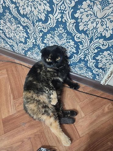 Животные: Отдам даром в добрые руки 🖤Черная кошка - кличка Ханни, 5 лет, чистая — 4