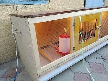 инкубатор курицы: Готовое решение! Брудер Цыплятам, Брудеры Суточным, кучинские — 6