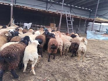 орпингтон мраморный: Продаю | Овца (самка) | Для разведения — 2