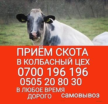 Куплю | Коровы, быки, Лошади, кони, Другие с/х животные | Круглосуточно, Любое состояние, Забитый at lalafo.kg Куплю | Коровы, быки, Лошади, кони, Другие с/х животные | Круглосуточно, Любое состояние, Забитый
