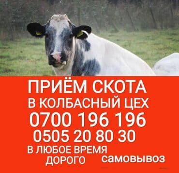 приём скота: Сатып алам | Уйлар, букалар, Жылкылар, аттар, Башка а/ч жаныбарлары | Күнү-түнү, Бардык шартта, Союлган — 1