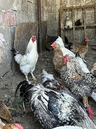 куры на убой: Продаю | Куры, Петух | Домашняя | На забой, Для разведения, Несушки — 2