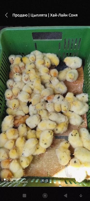 животные на р: Продаю | Цыплята | Несушки — 2