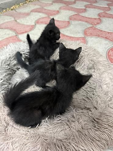 Үй жаныбарлары: Котята,отдам даром в хорошие руки — 2