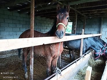 кунаи: Продаю | Жеребенок | Рабочий — 6