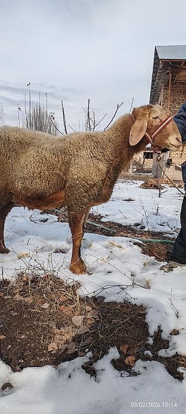Услуги ветеринара: Продаю | Овца (самка) | Для разведения — 4