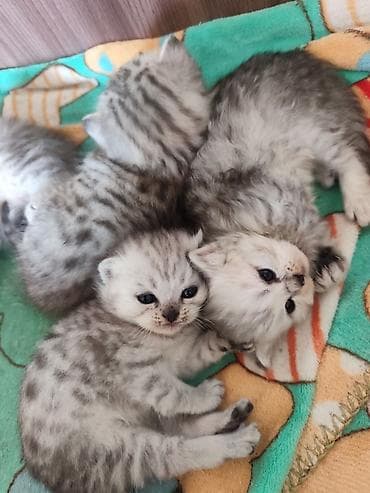 Скотиш Фолд (Шотландская вислоухая), 1 месяц, Девочка, Серебристая шиншилла