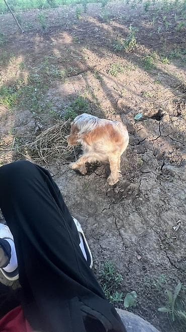 собака щенок: Английские кокер-спаниели — пара домашних питомцев - Порода — 5