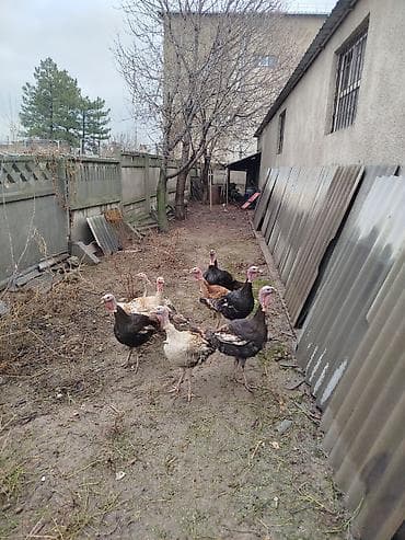 дикая кошка: Продаю | Индюшка (самка) | Для разведения | Племенные — 2