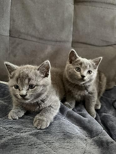 британская шиншилла кошка цена: Котята серого (blue) окраса от домашней пары: - мама — британская — 4