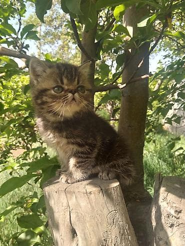 Продажа кошек: Котята скоттиш страйт, 2 девочки, к лотку приучены, едят все, 2 — 6