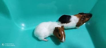 Морские свинки (порода короткошёрстные, окрасы триколор и