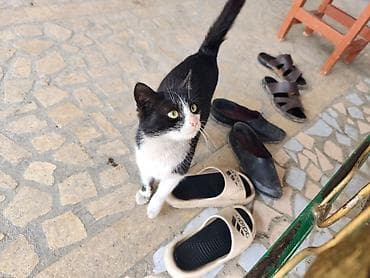 кошка малинкый: Отдам даром: трое котят с мамой - Количество: 3 котёнка + мама-кошка — 7
