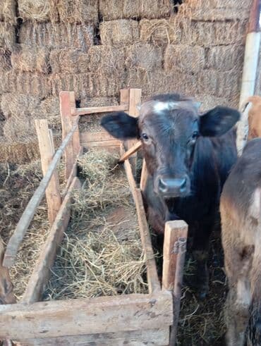 купить щенка французского бульдога: Продаю | Бык (самец) | На откорм — 2