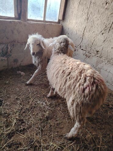 объявления о найденных животных: Продаю | Ягненок, Баран (самец) | Полукровка | На забой, Для разведения, Для шерсти | Кастрированные — 3