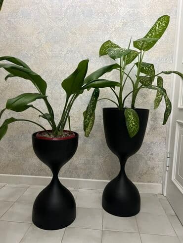 купить комнатные цветы в бишкеке: Комнатные декоративные растения в кашпо 1) Толстянка (Crassula ovata — 48