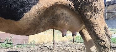 стельные коровы: Продаю | Корова (самка) | Для молока — 8