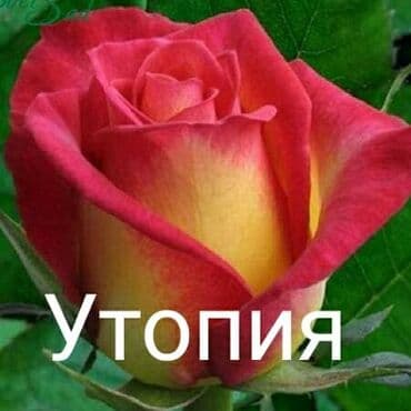 теплица цветы бишкек: Черенки цветка: Розы — 16