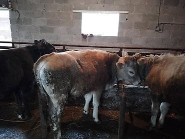 Коровы, быки: Продаю | Бык (самец) — 2