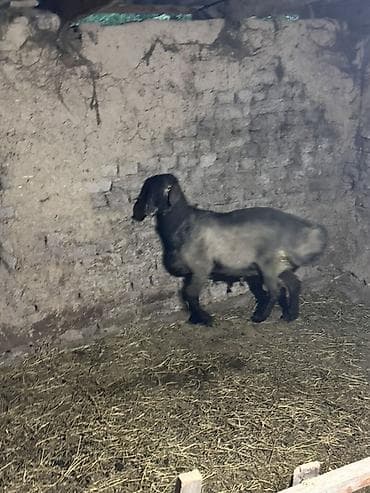 домашние птицы: Продаю | Баран (самец) | Для разведения | Кастрированные — 6