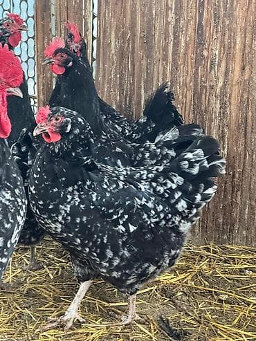 цеплята бролер: Продаю | Цыплята | Для разведения — 9