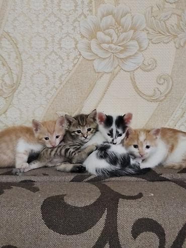 Отдам даром кошку: Кошка даром: Беспородная, 2 месяца, Мальчик — 1