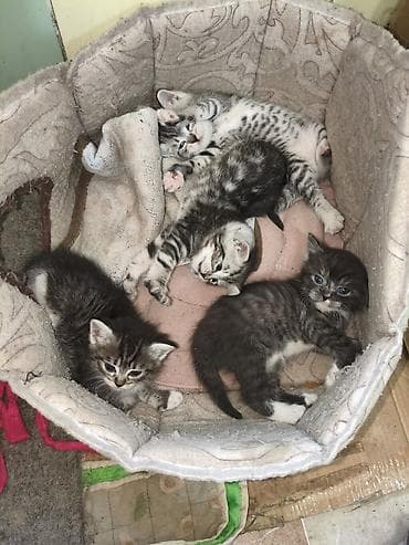 котят купить: Котята, помёт из 4 малышей. Родились 27 апреля - 2 девочки,и 2 — 3