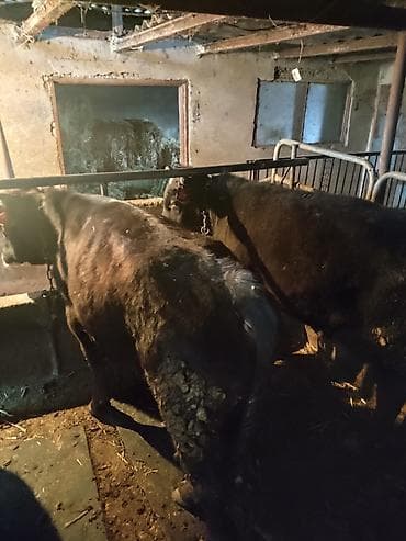 мышык кара балта: Сатам | Бука (эркек) | Бордоп семиртүү үчүн | Байланган — 4