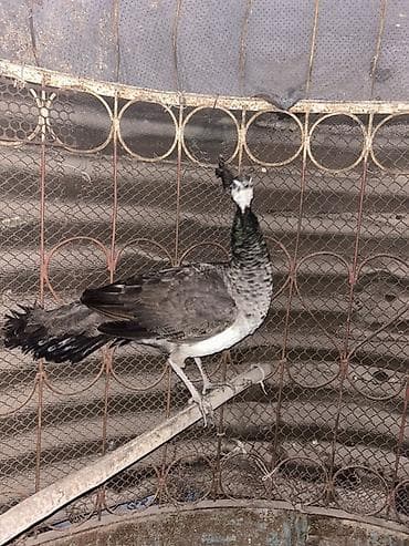 рак: Павлин (самка) - Порода/окрас: предположительно индийский павлин — 1