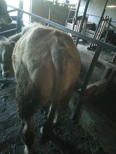 полторашка тай: Продаю | Бык (самец) | На откорм | Привязанные — 3