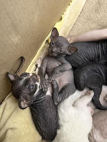 лысые кошки: Сфинкс, 1 месяц, Мальчик — 6