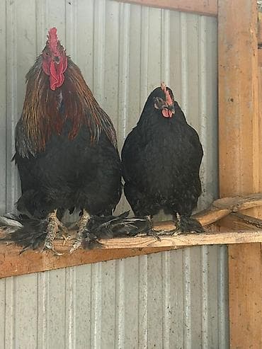 африканский сом купить: Продаю | Куры | Кохинхин | Для разведения — 1