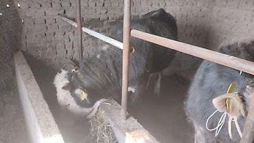 баран живой: Продаю | Бык (самец) | На откорм | Привязанные — 1