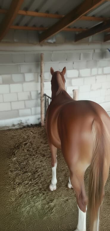 Продаю | Конь (самец) | Рабочий