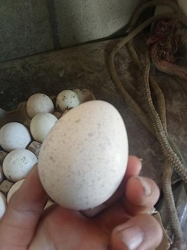 Яйца с пятнистой скорлупой, натуральные, фермерские. - Вид: крупные