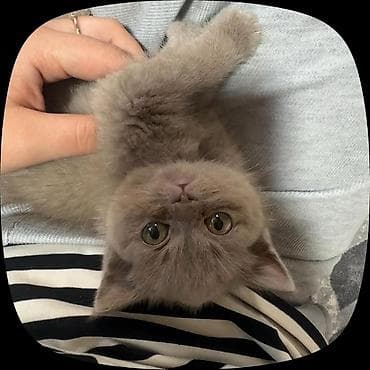 котенок манчкин: Шотландский котёнок, окраса лиловый (ровный холодный серо‑бежевый — 1