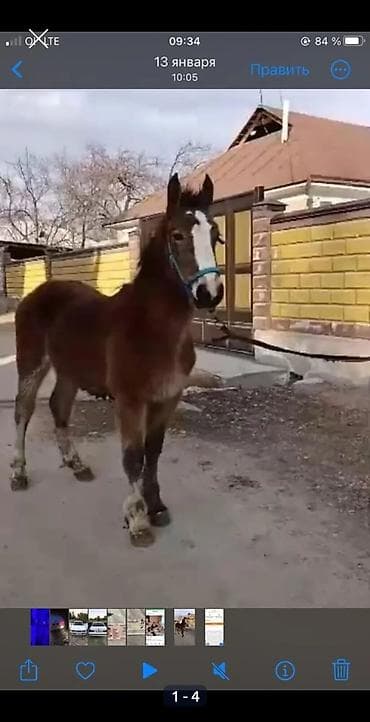 кой дорпер: Лошадь привезли с России. порода орловский. двенадцать месяцев, рост — 1