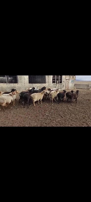 Пастухи: Требуется Пастух, Оплата: Дважды в месяц, Питание — 2