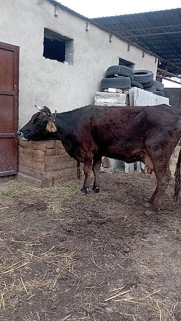 для молоко: Продаю | Корова (самка) | Для молока | Привязанные — 1