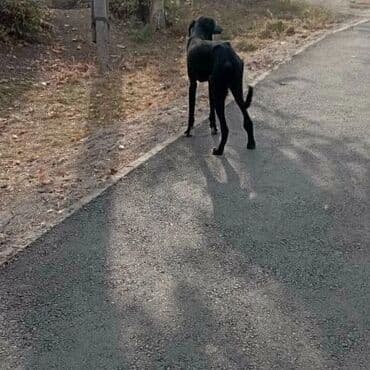 купить собаку в бишкеке: Г.Токмокцентр бегает собакавидимо потеряшка. Истощена. По — 1