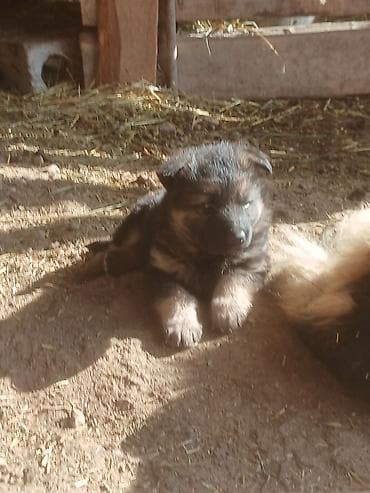 заберу собаку: Немецкая овчарка, 2 месяца, Самка — 3